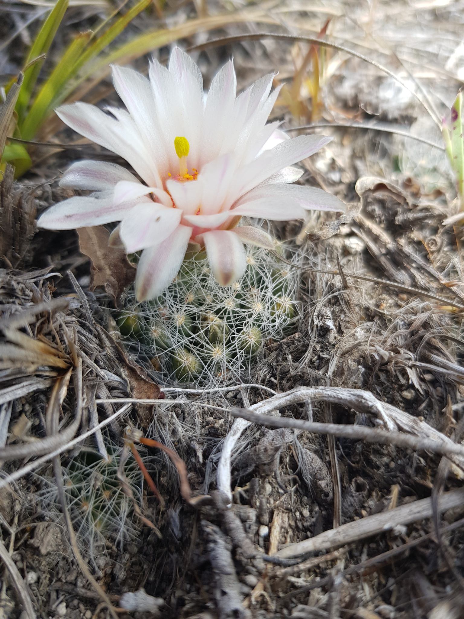 Mammillaria zephyranthoides